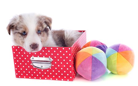 portrait of puppy border collie in box with toys in front of white background Stock Photo - Budget Royalty-Free & Subscription, Code: 400-06866738
