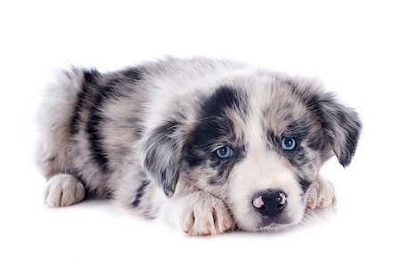 simsearch:400-06866738,k - portrait of puppy border collie in front of white background Stock Photo - Budget Royalty-Free & Subscription, Code: 400-06866746