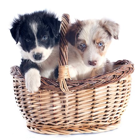 simsearch:400-06866738,k - portrait of puppies border collie in a basket in front of white background Stock Photo - Budget Royalty-Free & Subscription, Code: 400-06866747