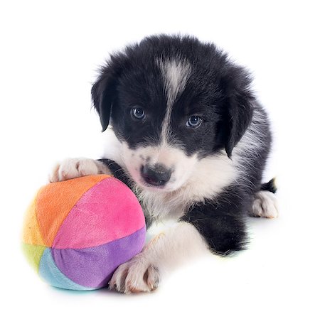 simsearch:400-07299217,k - portrait of puppy border collie and ball in front of white background Photographie de stock - Aubaine LD & Abonnement, Code: 400-06866748