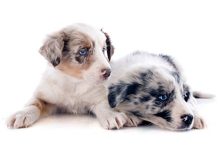 simsearch:400-07123630,k - portrait of puppies border collie in front of white background Stockbilder - Microstock & Abonnement, Bildnummer: 400-06866742