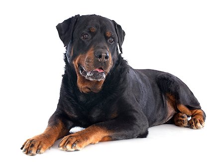 perro guardián - portrait of a purebred rottweiler senior in front of white background Foto de stock - Super Valor sin royalties y Suscripción, Código: 400-06866789