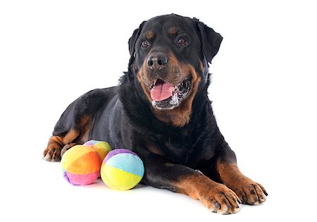 simsearch:400-07299217,k - portrait of a purebred rottweiler with toys in front of white background Photographie de stock - Aubaine LD & Abonnement, Code: 400-06866790