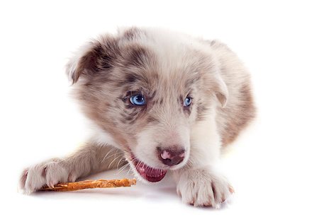 simsearch:400-07417493,k - portrait of puppy border collie who eating a stick in front of white background Photographie de stock - Aubaine LD & Abonnement, Code: 400-06866793