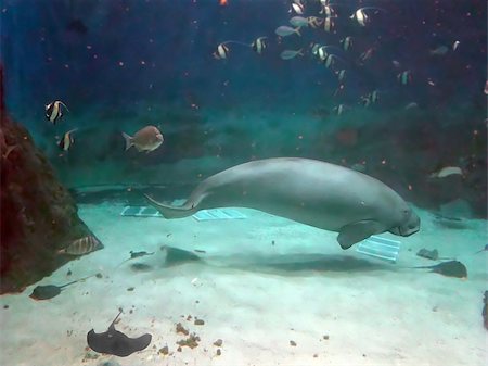 dugong - Manatee and fish swimming under water Photographie de stock - Aubaine LD & Abonnement, Code: 400-06866814