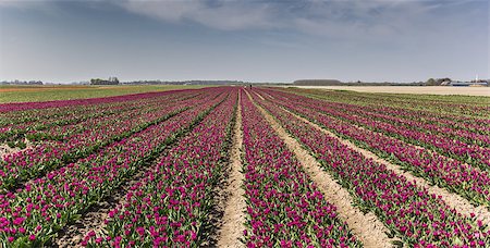simsearch:400-05125270,k - Field of purple tulips in Groningen, the Netherlands Stock Photo - Budget Royalty-Free & Subscription, Code: 400-06866845