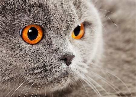 blue british shorthair cat, close up portrait Foto de stock - Super Valor sin royalties y Suscripción, Código: 400-06867079