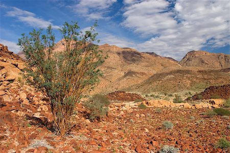 Desert landscape with an Acacia tree, Brandberg mountain, Namibia, southern Africa Foto de stock - Super Valor sin royalties y Suscripción, Código: 400-06867128