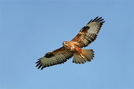 simsearch:862-05998401,k - A raptor in flight with outstretched wings, South Africa Stockbilder - Microstock & Abonnement, Bildnummer: 400-06867137