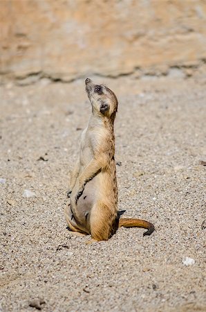 simsearch:400-04375895,k - Side view of attentive suricate looking up in the air. Stock Photo - Budget Royalty-Free & Subscription, Code: 400-06867207