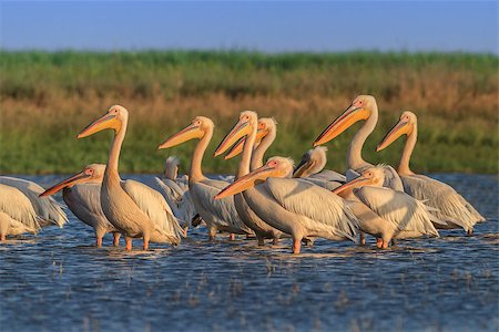 simsearch:400-07169714,k - a group of pelicans in the Danube Delta, Romania Fotografie stock - Microstock e Abbonamento, Codice: 400-06867247