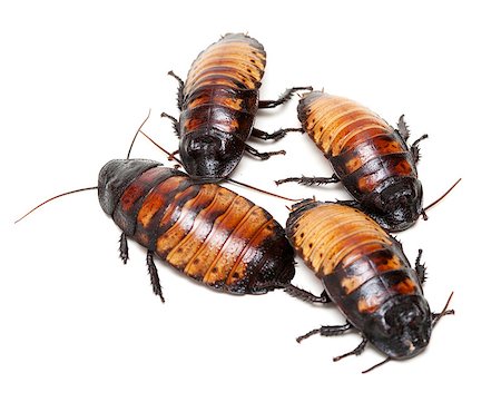 fauchen - four Madagascar cockroaches isolation on a white background Stockbilder - Microstock & Abonnement, Bildnummer: 400-06867306