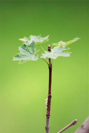 young maple tree, selective focus Stock Photo - Budget Royalty-Free & Subscription, Code: 400-06867319