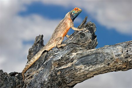 Male ground agama (Agama aculeata) sitting in a tree, Kalahari desert, South Africa Stockbilder - Microstock & Abonnement, Bildnummer: 400-06867499