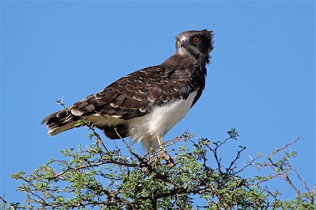 simsearch:400-03987025,k - Black-breasted snake eagle (Circaetus gallicus) perched on a tree, Kalahari, South Africa Stock Photo - Budget Royalty-Free & Subscription, Code: 400-06867493