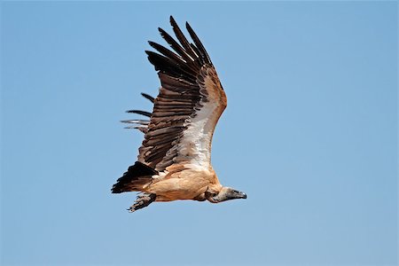 White-backed vulture (Gyps africanus) in flight, South Africa Stock Photo - Budget Royalty-Free & Subscription, Code: 400-06867501