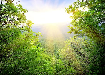 fairy mountain - Morning light of the sun makes its way through the forest Stock Photo - Budget Royalty-Free & Subscription, Code: 400-06867523