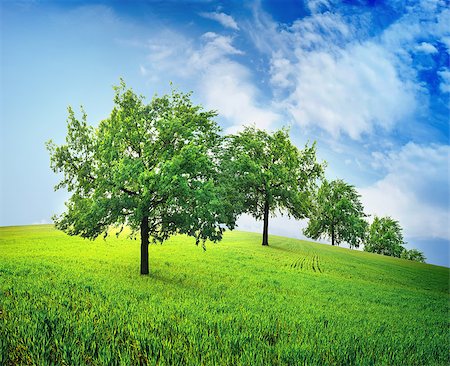 Green trees  in a spring field against the sky Stock Photo - Budget Royalty-Free & Subscription, Code: 400-06867541