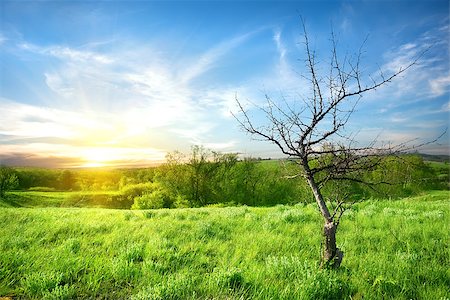 simsearch:400-06087517,k - Dry tree on a spring green meadow Stock Photo - Budget Royalty-Free & Subscription, Code: 400-06867553