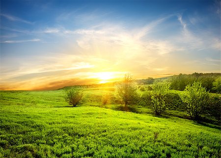 Green fields of grass and trees at sunset Stockbilder - Microstock & Abonnement, Bildnummer: 400-06867560