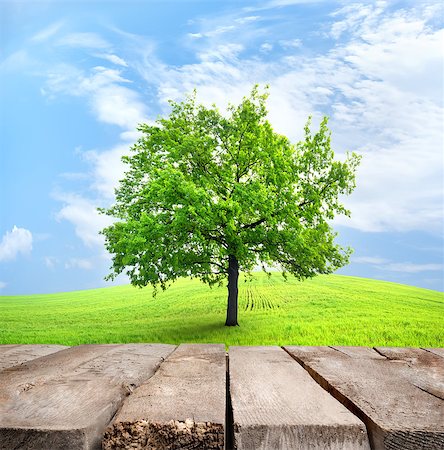 Table and green tree in a spring field against the sky Stock Photo - Budget Royalty-Free & Subscription, Code: 400-06867578