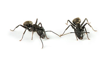 Black Ants white isolated studio shot Stock Photo - Budget Royalty-Free & Subscription, Code: 400-06867854