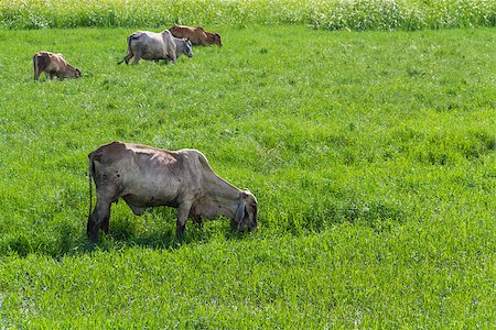simsearch:400-04408448,k - Thai cows grazing in grassland Stock Photo - Budget Royalty-Free & Subscription, Code: 400-06860035