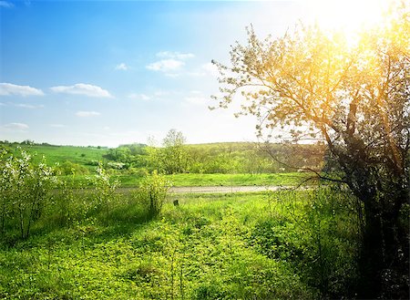 Blooming green garden in the spring sunshine Stock Photo - Budget Royalty-Free & Subscription, Code: 400-06860149