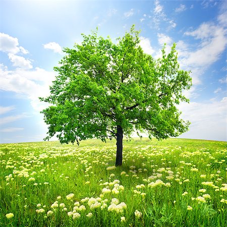 Tree in a field and wild flowers Foto de stock - Super Valor sin royalties y Suscripción, Código: 400-06860161