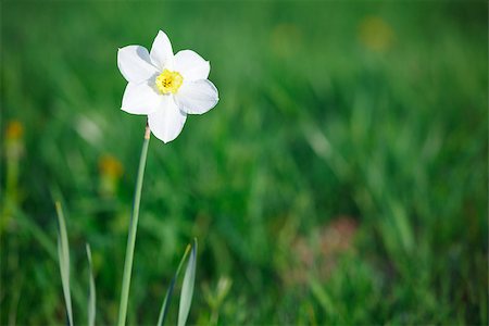 field of daffodil pictures - Narcissus in the meadow among green grass Stock Photo - Budget Royalty-Free & Subscription, Code: 400-06860233