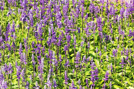 simsearch:400-07039820,k - Meadow with blooming Blue Salvia herbal flowers. Blue Salvia is plant in the mint family. Stock Photo - Budget Royalty-Free & Subscription, Code: 400-06860519