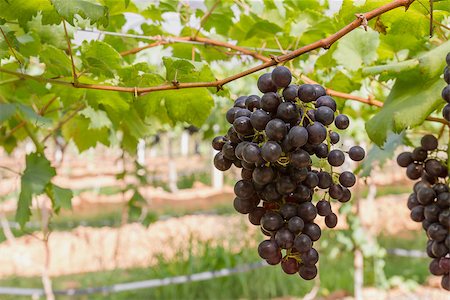 simsearch:400-06364955,k - Red Grapes on the vine  in vineyard before harvest Stock Photo - Budget Royalty-Free & Subscription, Code: 400-06860524