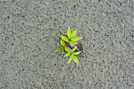 Green seedling Fotografie stock - Microstock e Abbonamento, Codice: 400-06860531