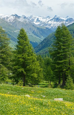 Yellow dandelion flowers on summer mountain slope (Alps, Switzerland) Stock Photo - Budget Royalty-Free & Subscription, Code: 400-06861029