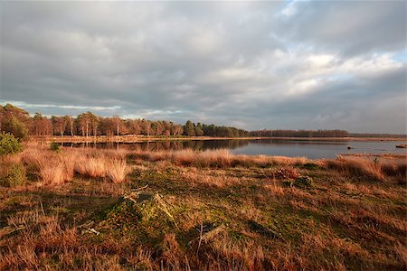 drenthe - lake and swamps in Dwingelderveld at sunset Foto de stock - Royalty-Free Super Valor e Assinatura, Número: 400-06861114