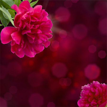 peonies vase - mauve peony flowers on violet bokeh background with copy space Stock Photo - Budget Royalty-Free & Subscription, Code: 400-06861119