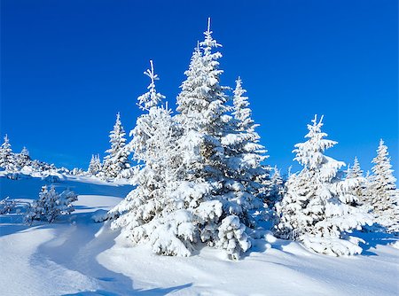 simsearch:400-06861143,k - Morning winter mountain landscape with fir trees on slope. Foto de stock - Super Valor sin royalties y Suscripción, Código: 400-06861144