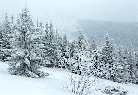 simsearch:400-06861143,k - Snowfall foggy winter mountain landscape with fir trees Foto de stock - Super Valor sin royalties y Suscripción, Código: 400-06861141