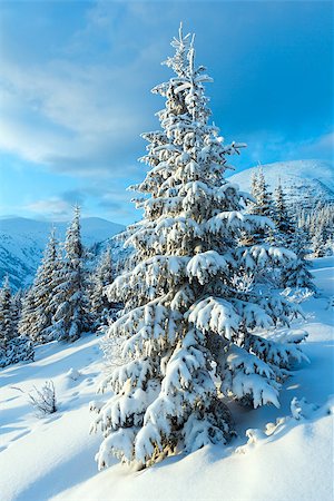 simsearch:400-06861143,k - Morning winter mountain landscape with snow covered fir trees in front. Foto de stock - Super Valor sin royalties y Suscripción, Código: 400-06861142