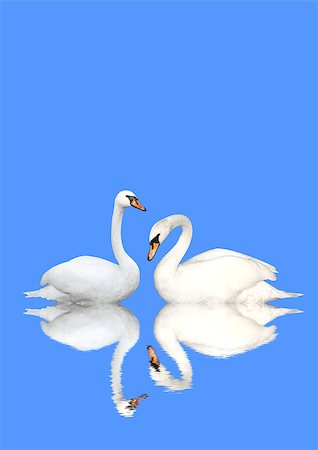 Two white swans on blue background Photographie de stock - Aubaine LD & Abonnement, Code: 400-06861207