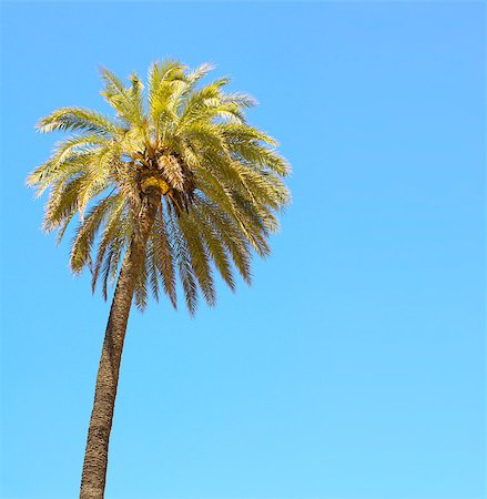 single coconut tree picture - Coconut palm on blue sky Stock Photo - Budget Royalty-Free & Subscription, Code: 400-06861214