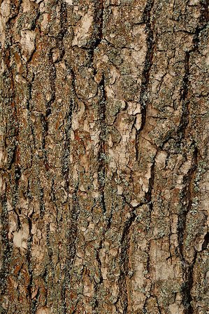 simsearch:400-07619334,k - Texture of a Bark of an Old Oak Tree. Background Pattern for Design Stock Photo - Budget Royalty-Free & Subscription, Code: 400-06861225