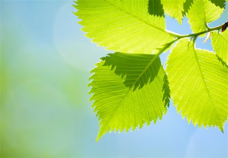 Fresh Spring Green Leaves Over Blurred Bright Background Photographie de stock - Aubaine LD & Abonnement, Code: 400-06861227