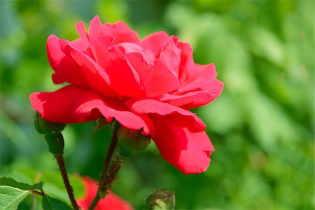 Beautiful Red Rose Flower against Green Foliage Background in the Garden Photographie de stock - Aubaine LD & Abonnement, Code: 400-06861230