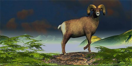 simsearch:400-04262308,k - A Big Horn Sheep ram stands proudly on a mountain rock. Stock Photo - Budget Royalty-Free & Subscription, Code: 400-06861719