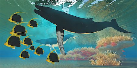 school fish illustration - A school of Pennant fish swim by two Humpback whales near a coral reef. Stock Photo - Budget Royalty-Free & Subscription, Code: 400-06861764