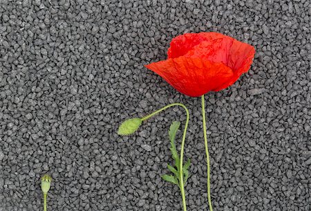red flowers in stone images - red poppies with bud and seed capsule on black pebble Stock Photo - Budget Royalty-Free & Subscription, Code: 400-06861903
