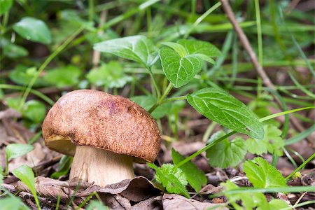 simsearch:649-07437090,k - Porcini Mushroom in natural enviroment Photographie de stock - Aubaine LD & Abonnement, Code: 400-06861936