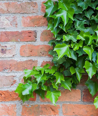 Ivy growing on a brick wall Stock Photo - Budget Royalty-Free & Subscription, Code: 400-06861983