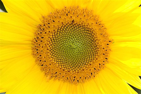 Closeup on middle of yellow sunflower horizontal Stock Photo - Budget Royalty-Free & Subscription, Code: 400-06862058